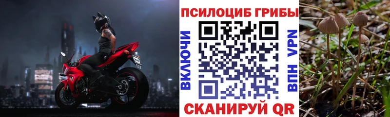 где можно купить Барыш Галлюциногенные грибы мицелий